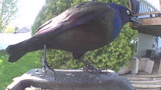common grackle