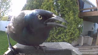 common grackle