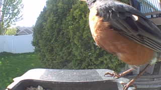 american robin