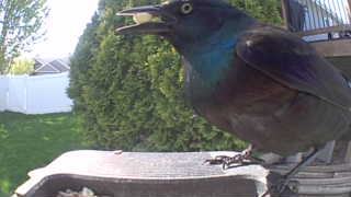 common grackle
