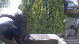 mallard