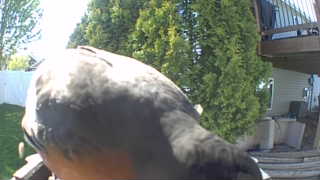 american robin