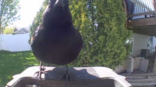 american crow