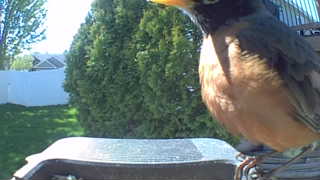 american robin