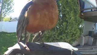 american robin