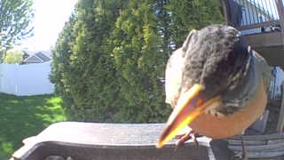 american robin