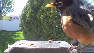 american robin