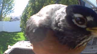 american robin