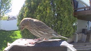 house finch