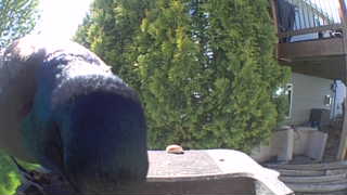 rock pigeon