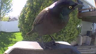 common grackle