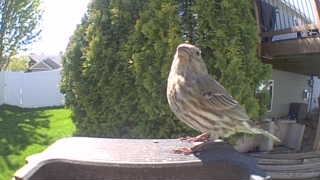 house finch