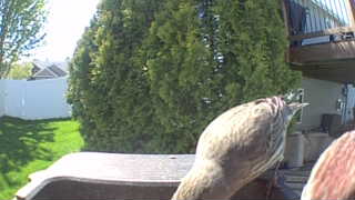 house finch