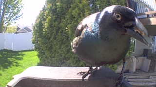 common grackle