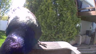 common grackle