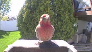 house finch
