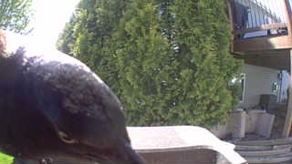 common grackle