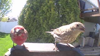 house finch