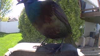 common grackle