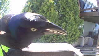 common grackle