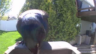 common grackle