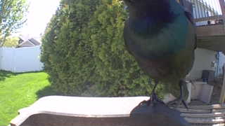 european starling