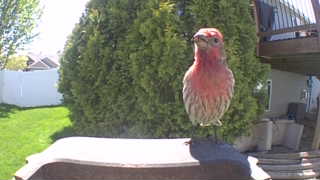 house finch
