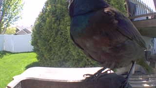 european starling