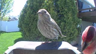 house finch