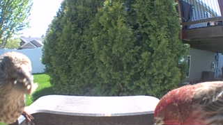 house finch