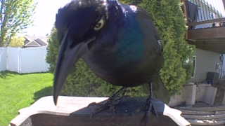 common grackle