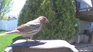 house finch