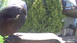 common grackle