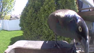 common grackle