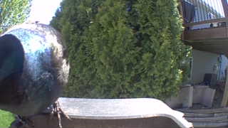 european starling