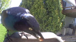european starling