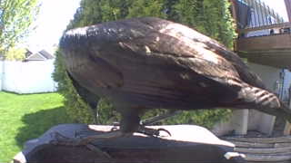 bald eagle