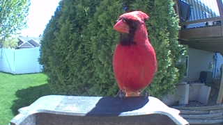northern cardinal