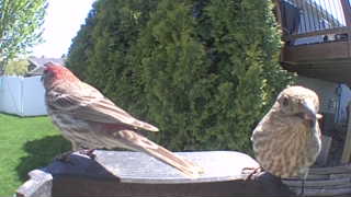house finch