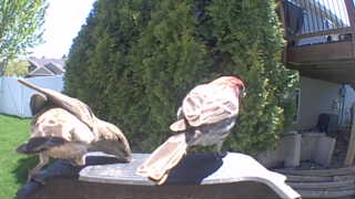 house finch