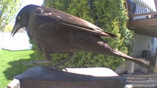 common grackle