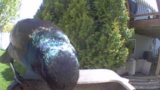 common grackle