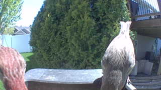 red-tailed hawk