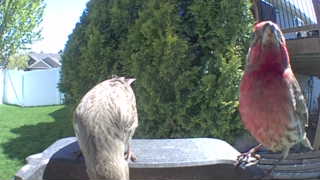 house finch