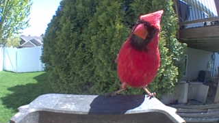 northern cardinal