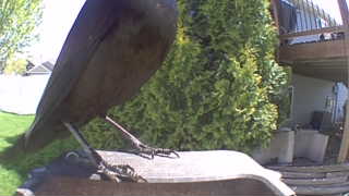 american crow