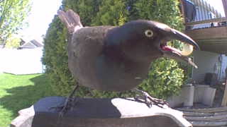 common grackle
