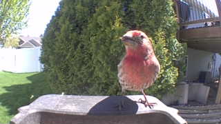 house finch