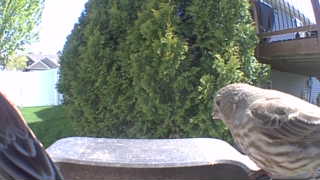 house finch
