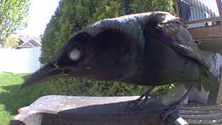 common grackle